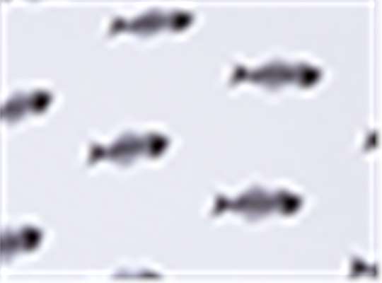 Swatch for White Bone Fish