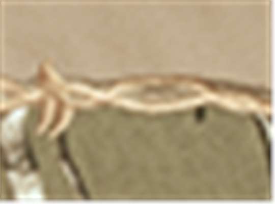 Swatch for Ap/ Tan