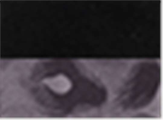 Swatch for Black/ Black Leopard