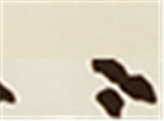Swatch for Vanilla/ Longhorn