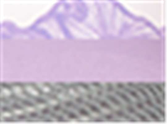 Swatch for Purple Ranges/ Lavendar Sophia G