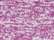 Swatch for Magenta/ Neon Yellow