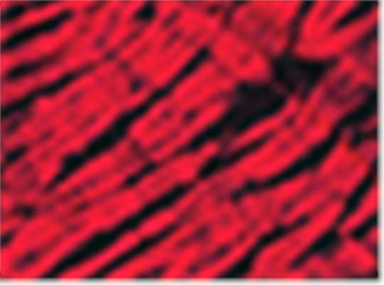 Swatch for Black/ Red