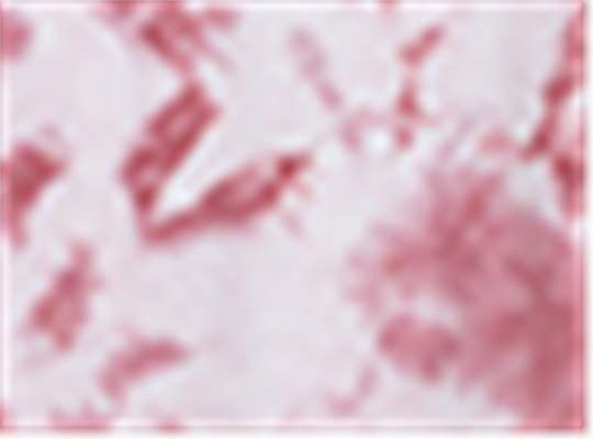 Swatch for Begonia Crystal