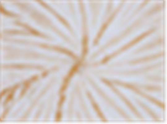 Swatch for Honey