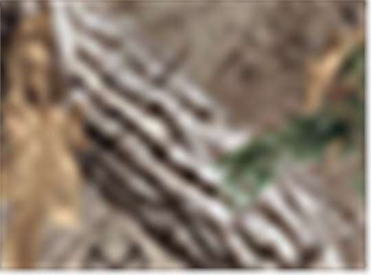 Swatch for Realtree Edge