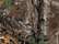 Swatch for Realtree Xtra