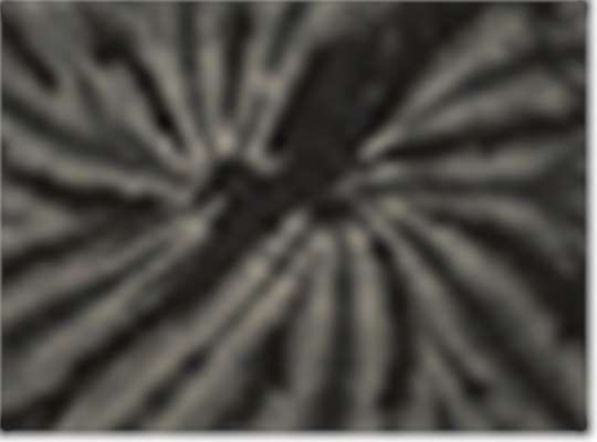 Swatch for Spider Black