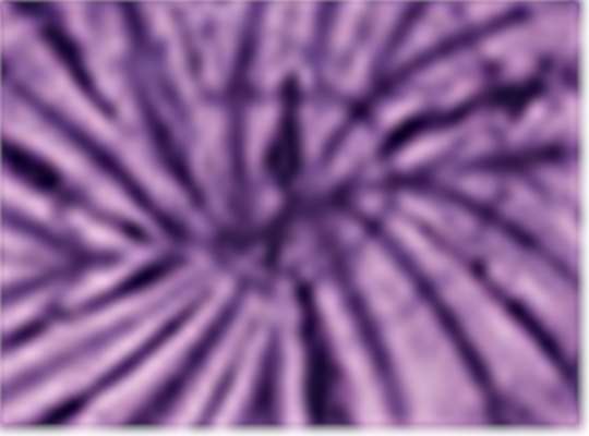 Swatch for Spider Purple