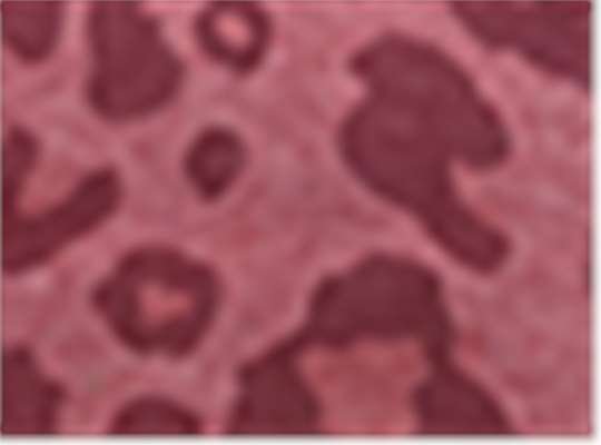 Swatch for Dusty Rose Leopard Triblend